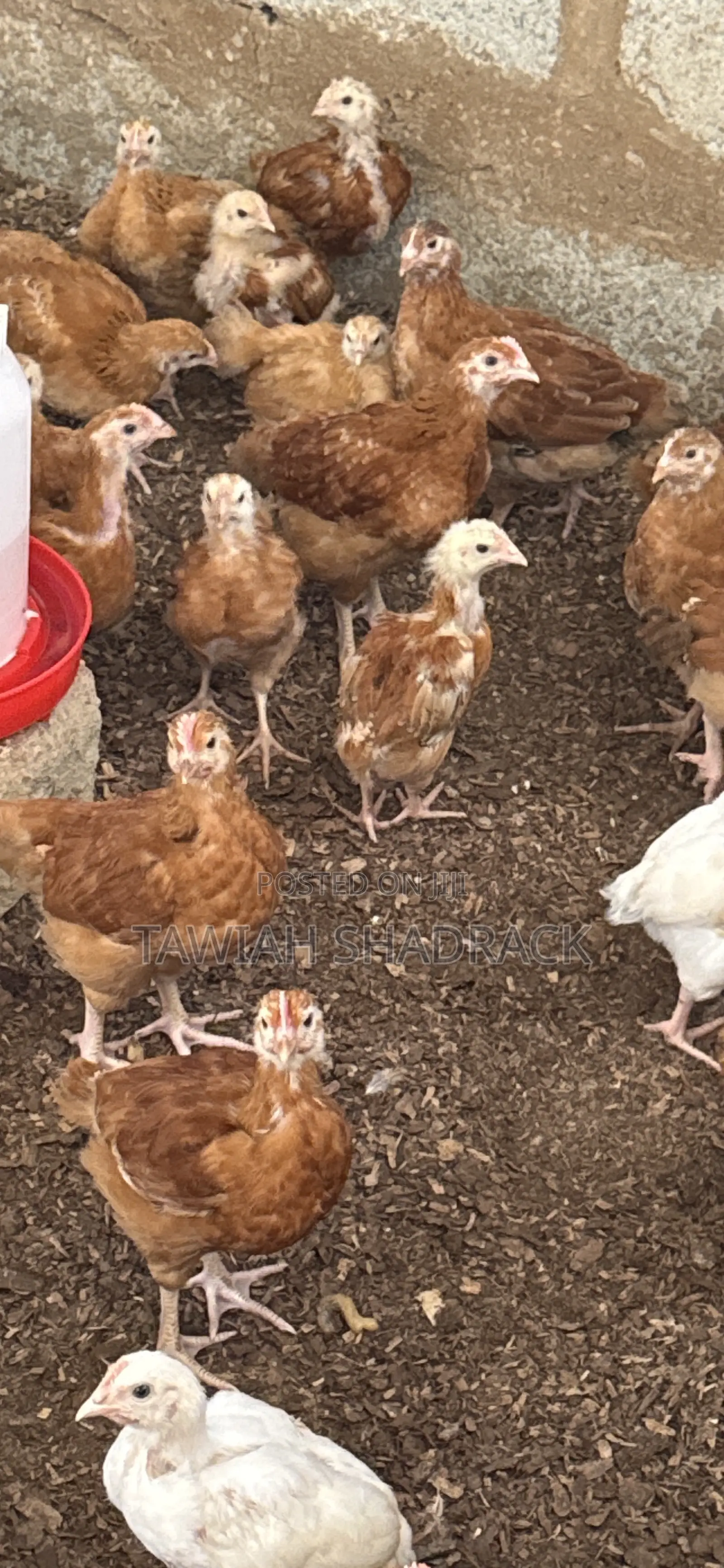 Sasso Chicks 4-6 Weeks Old