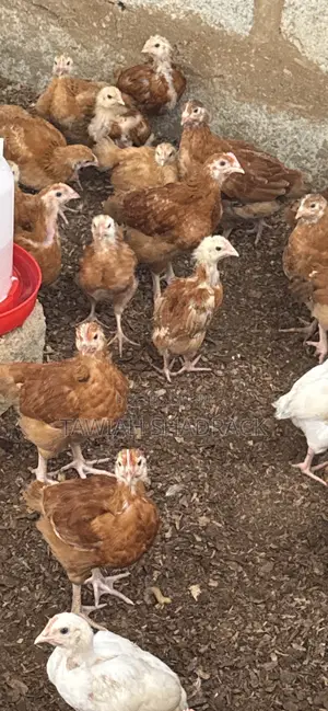 Sasso Chicks 4-6 Weeks Old