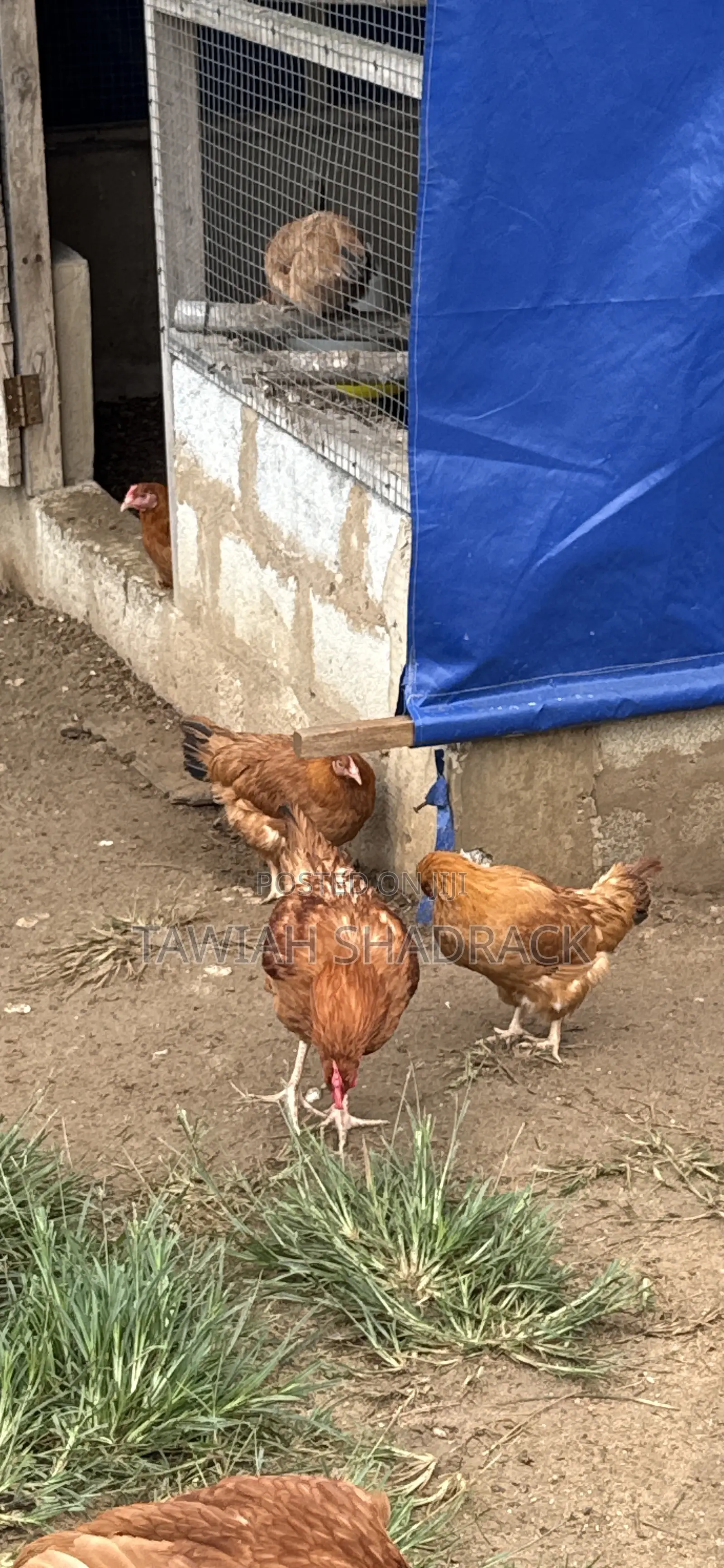 Sasso Chicks 4-6 Weeks Old