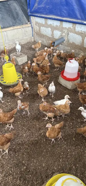 Sasso Chicks 4-6 Weeks Old
