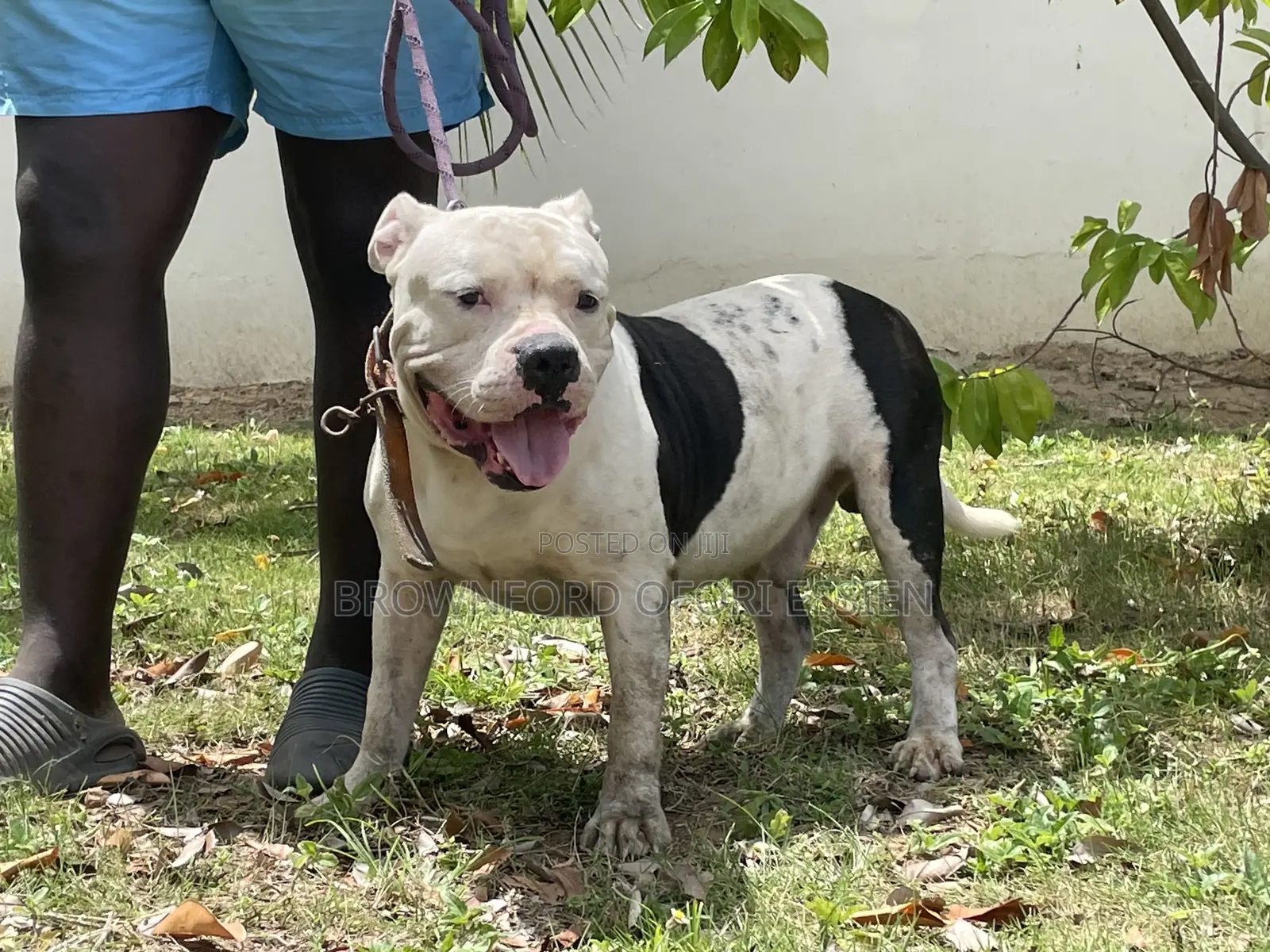 1+ year Male Purebred American Bully