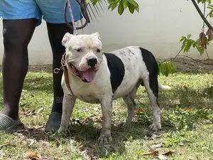 1+ year Male Purebred American Bully