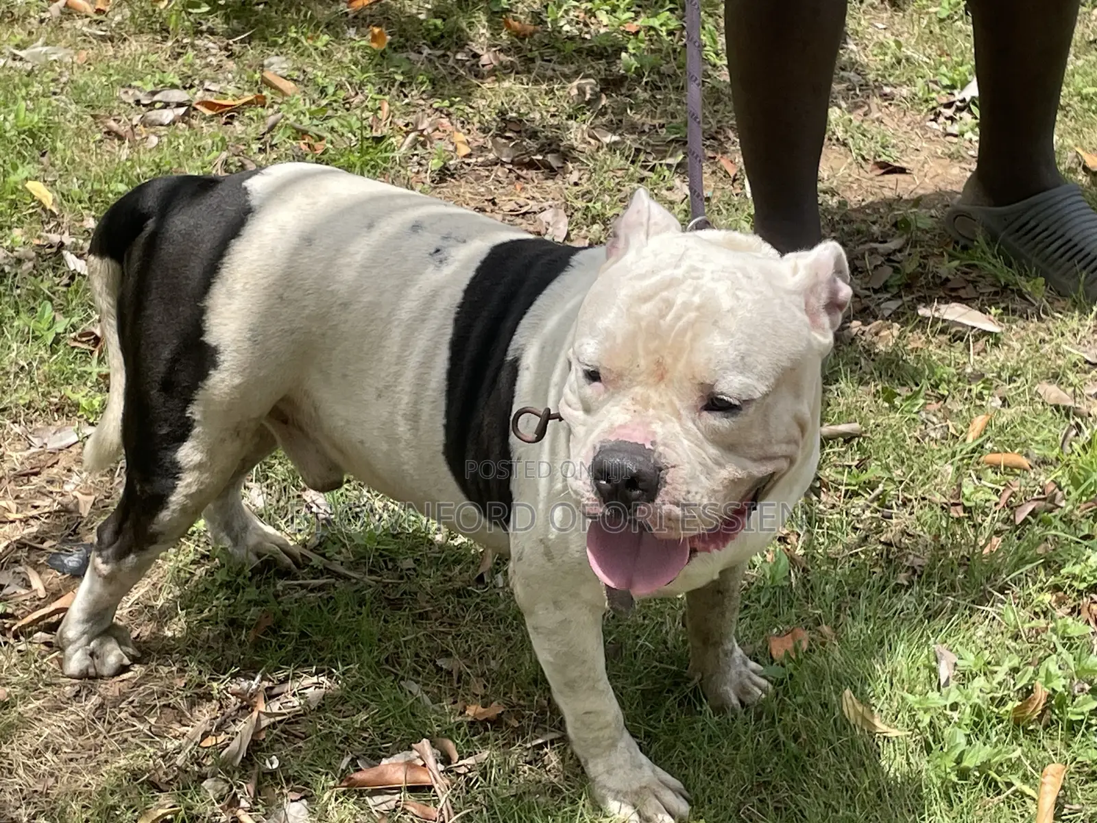 1+ year Male Purebred American Bully