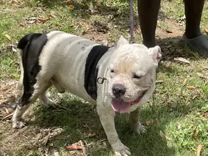 1+ year Male Purebred American Bully