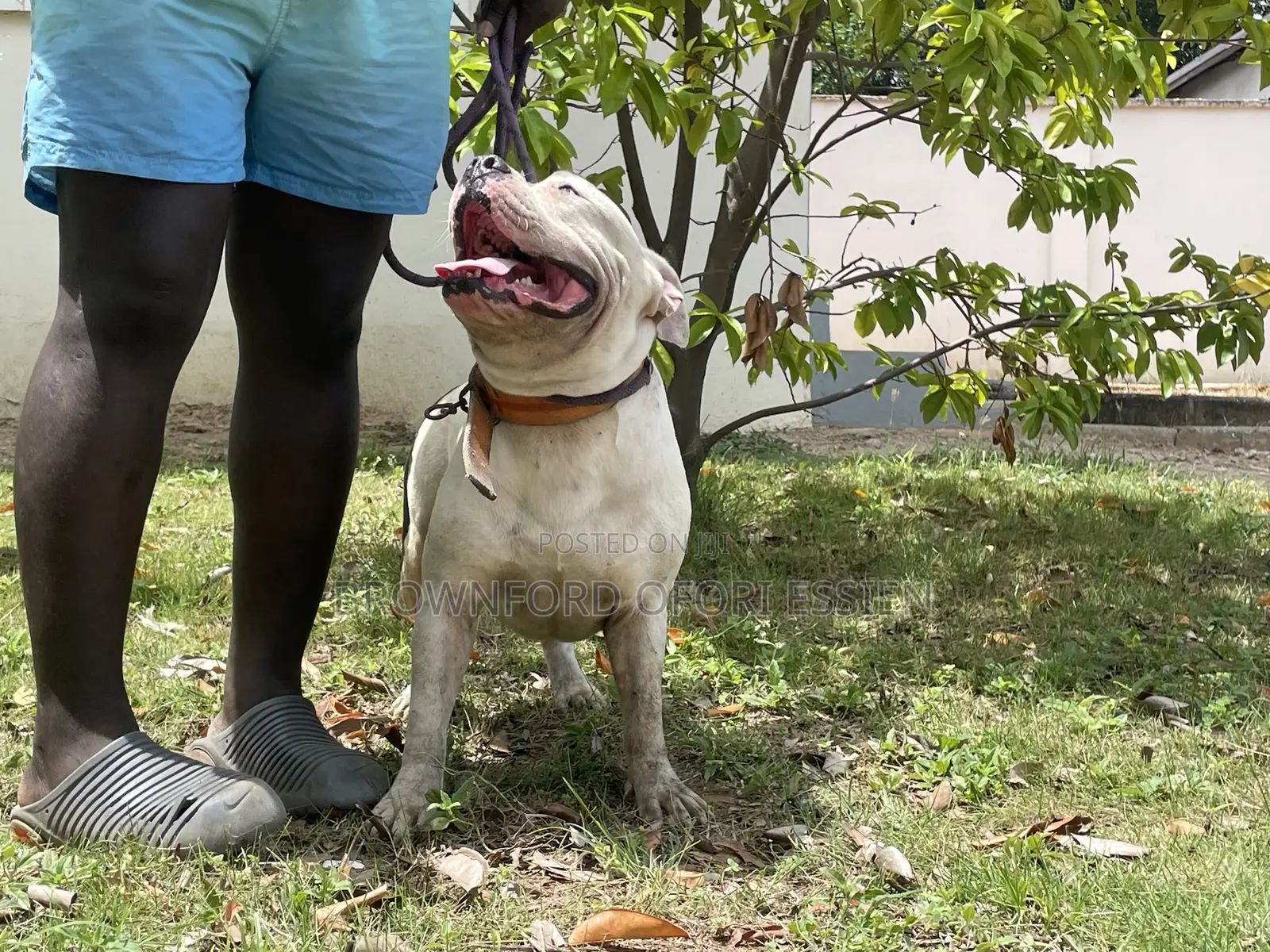 1+ year Male Purebred American Bully