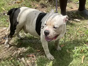1+ year Male Purebred American Bully
