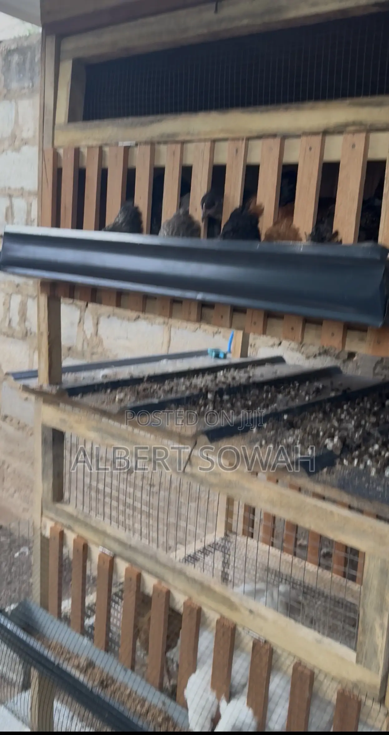 Backyard Chicken Coop