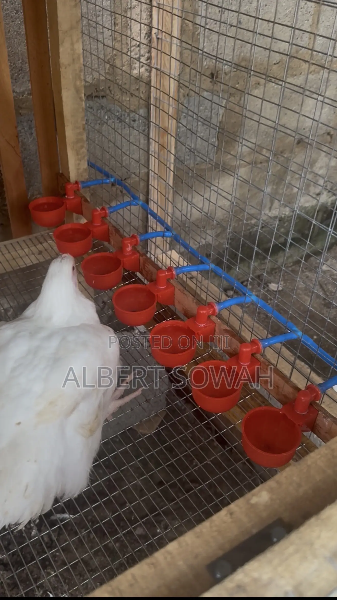 Backyard Chicken Coop