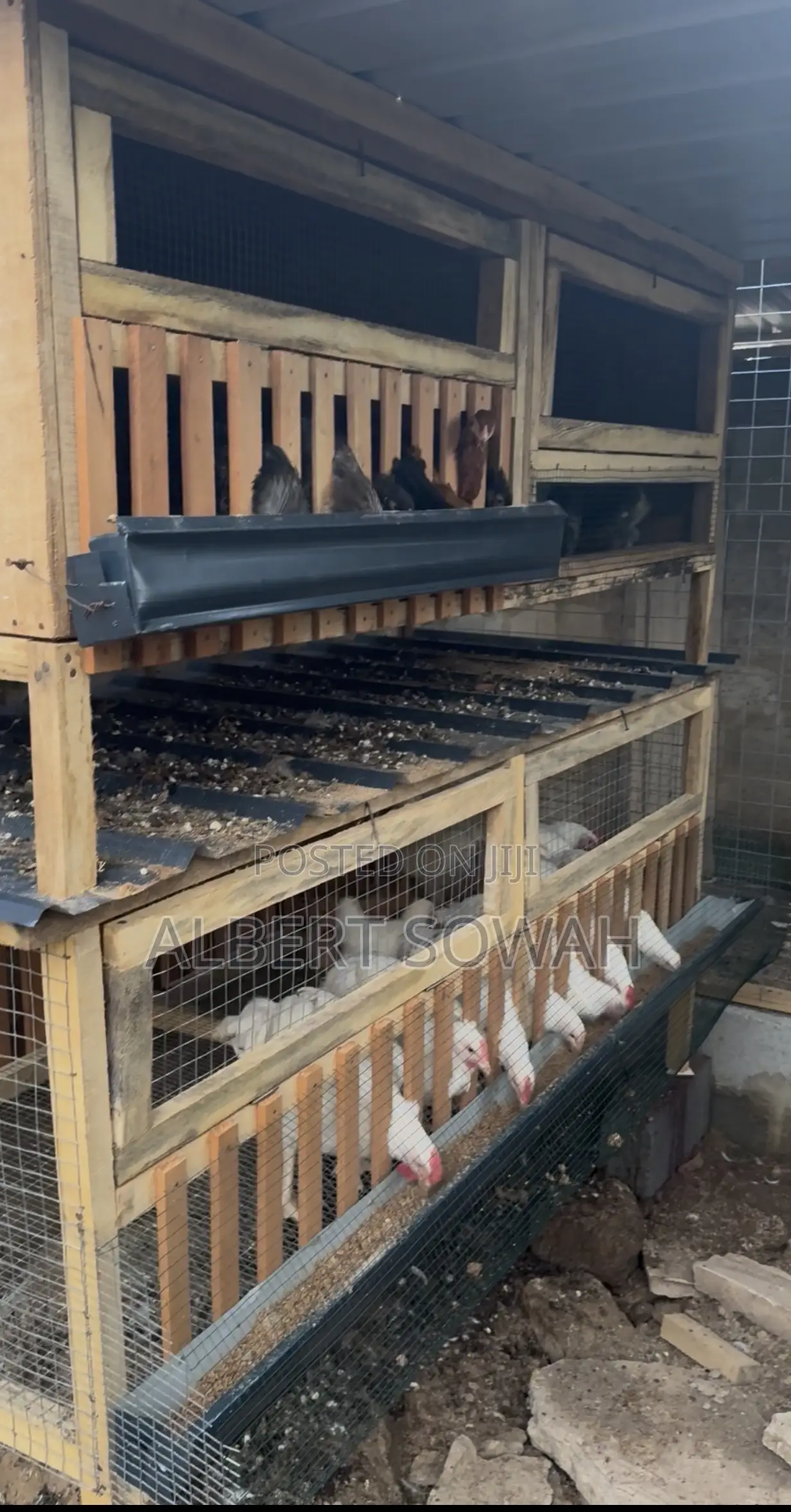 Backyard Chicken Coop