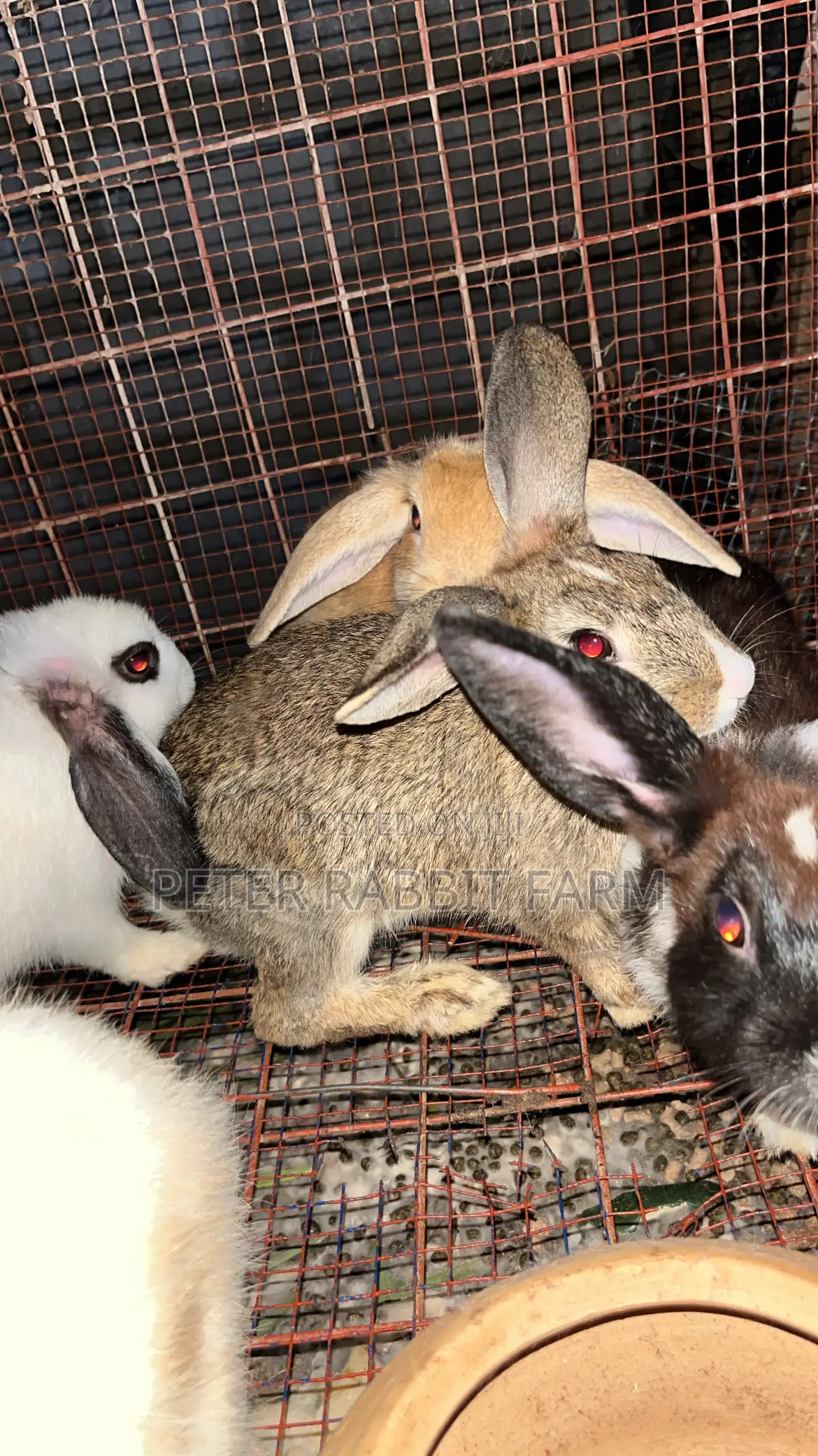 Rabbit for Sale