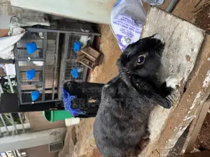 Rabbit for Sale