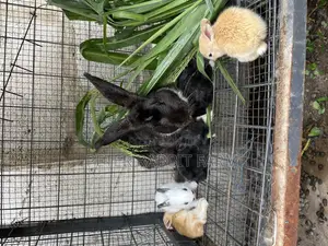 Rabbit for Sale