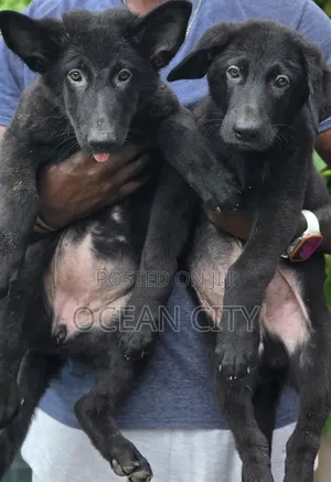 1-3 months Female Purebred German Shepherd