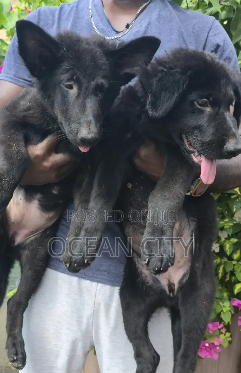 1-3 months Female Purebred German Shepherd