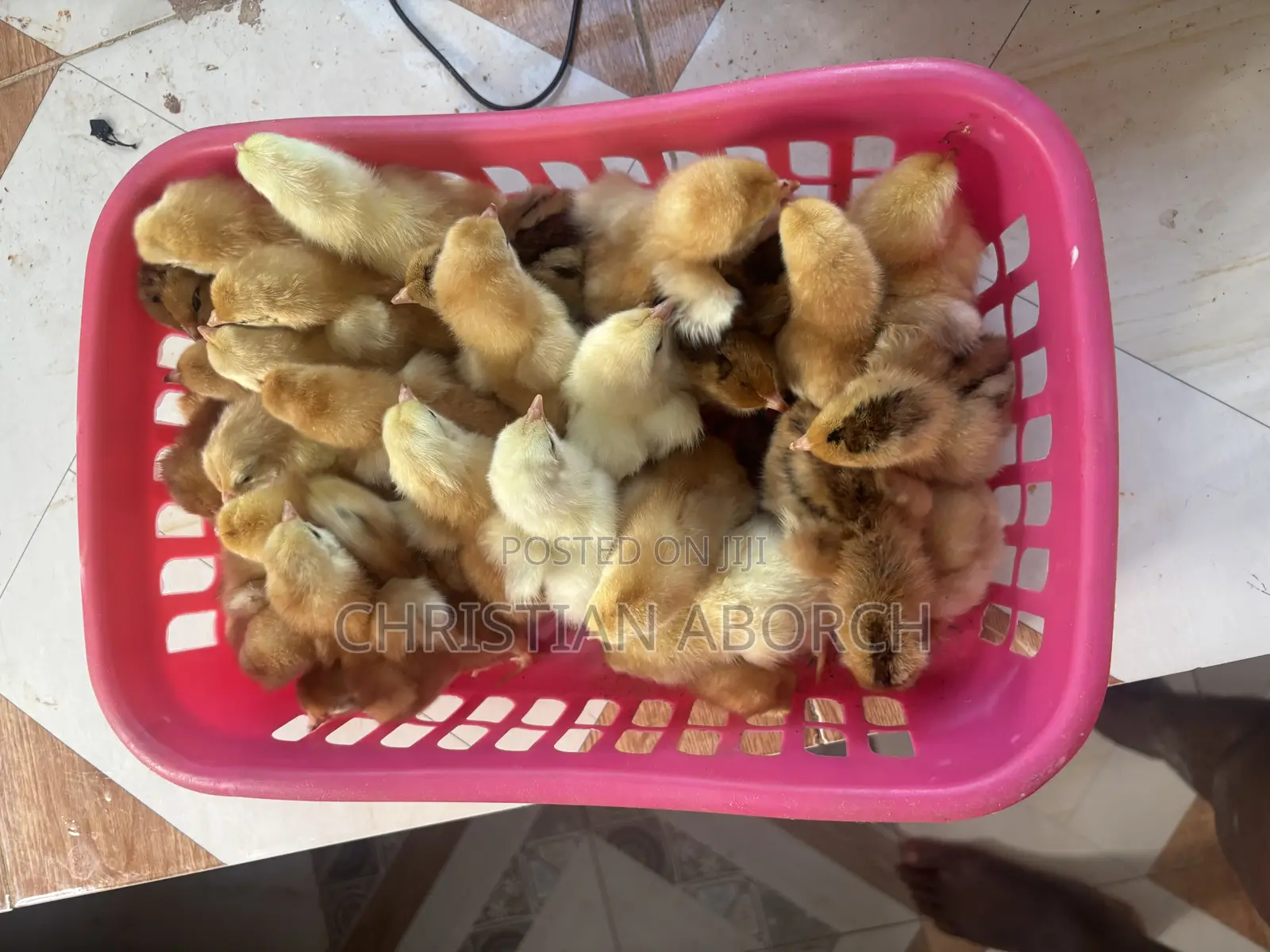 4-5 Weeks Bovan Layers Available for Sale