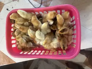 4-5 Weeks Bovan Layers Available for Sale