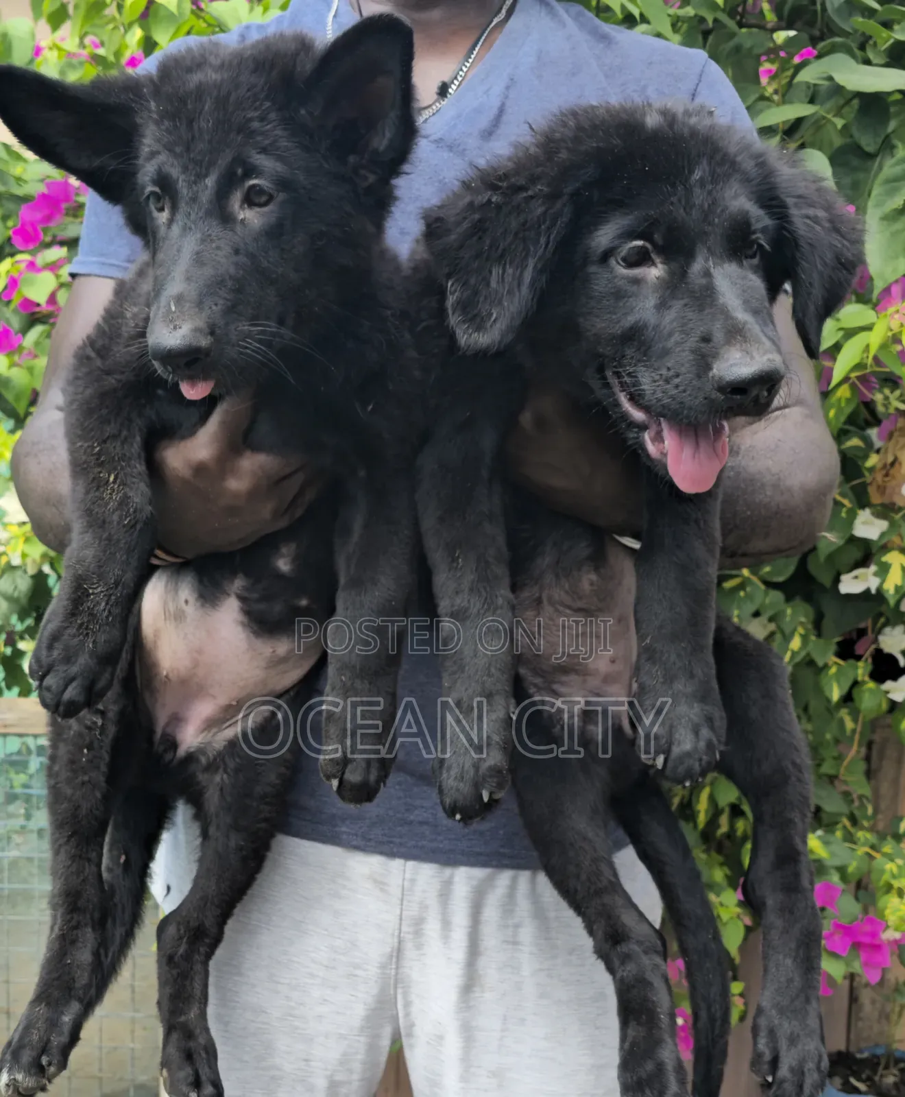 1-3 months Female Purebred German Shepherd