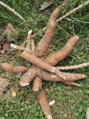 Raw Cassava