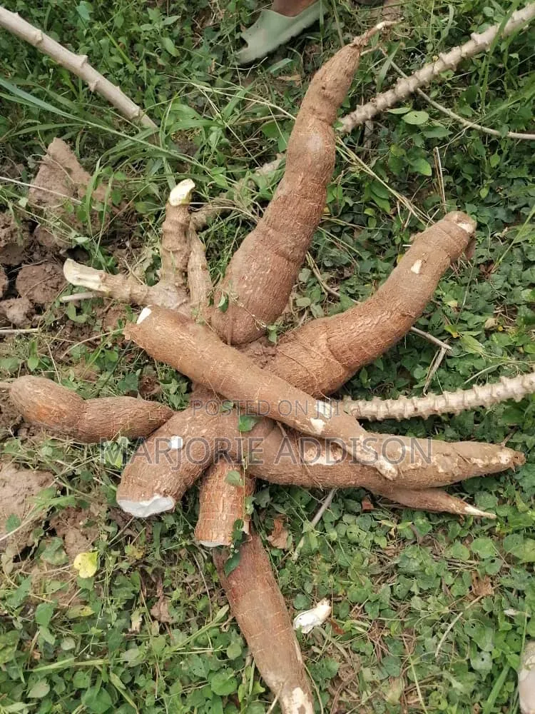 Raw Cassava