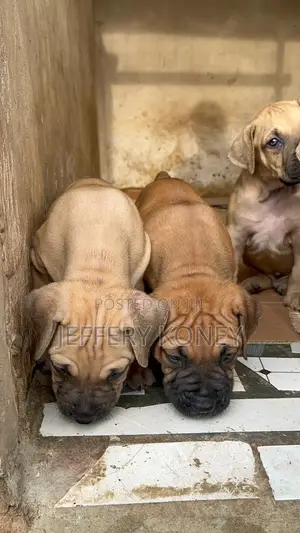 1-3 months Male Purebred Boerboel