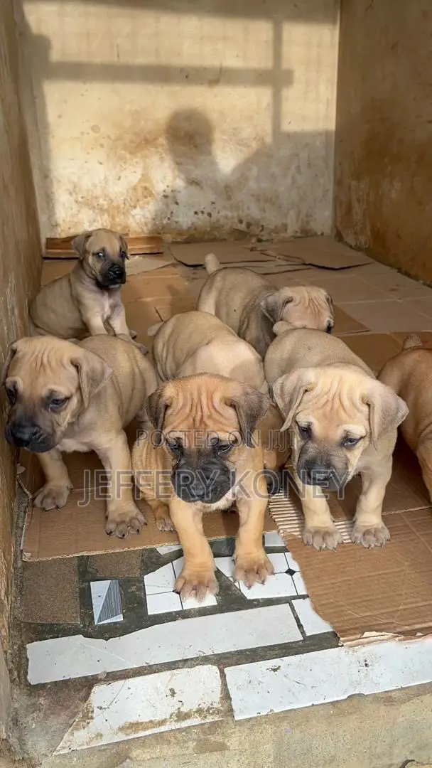1-3 months Male Purebred Boerboel