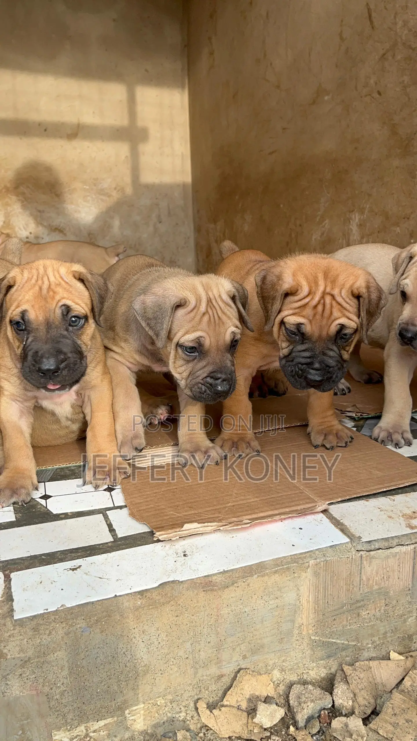 1-3 months Male Purebred Boerboel