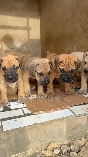 1-3 months Male Purebred Boerboel