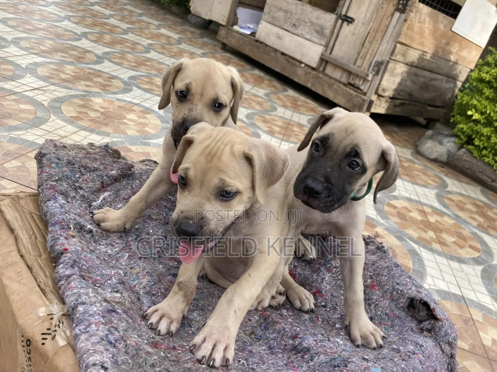 1-3 months Male Purebred Boerboel