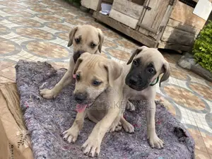 1-3 months Male Purebred Boerboel