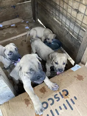 1-3 months Male Purebred Boerboel