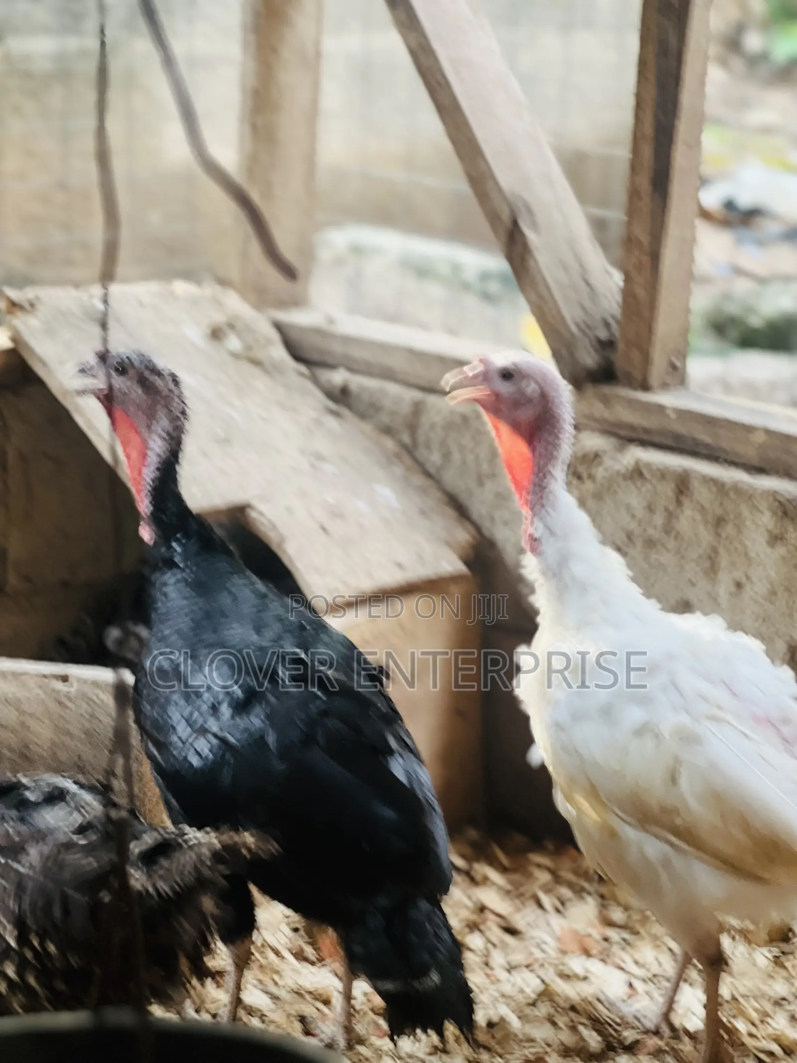 Matured Female Turkeys
