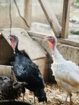 Matured Female Turkeys