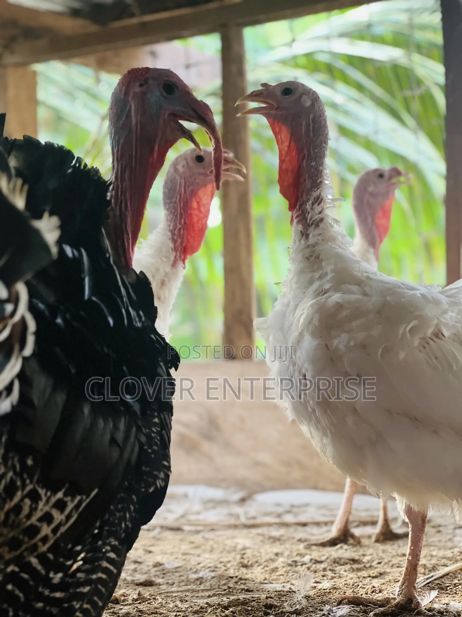 Matured Female Turkeys