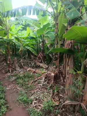 Half Plot for Sale at Pokuase Rocky Down