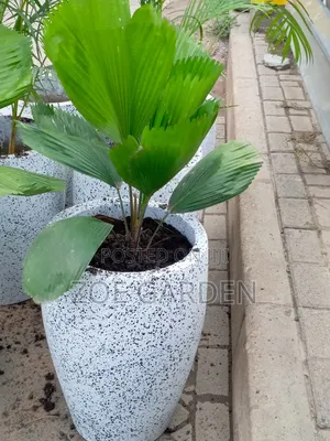 Licuala Plant and Pot