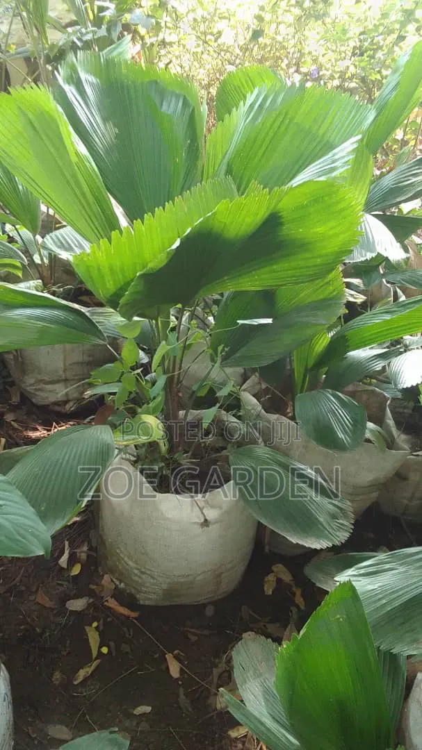 Licuala Plant and Pot