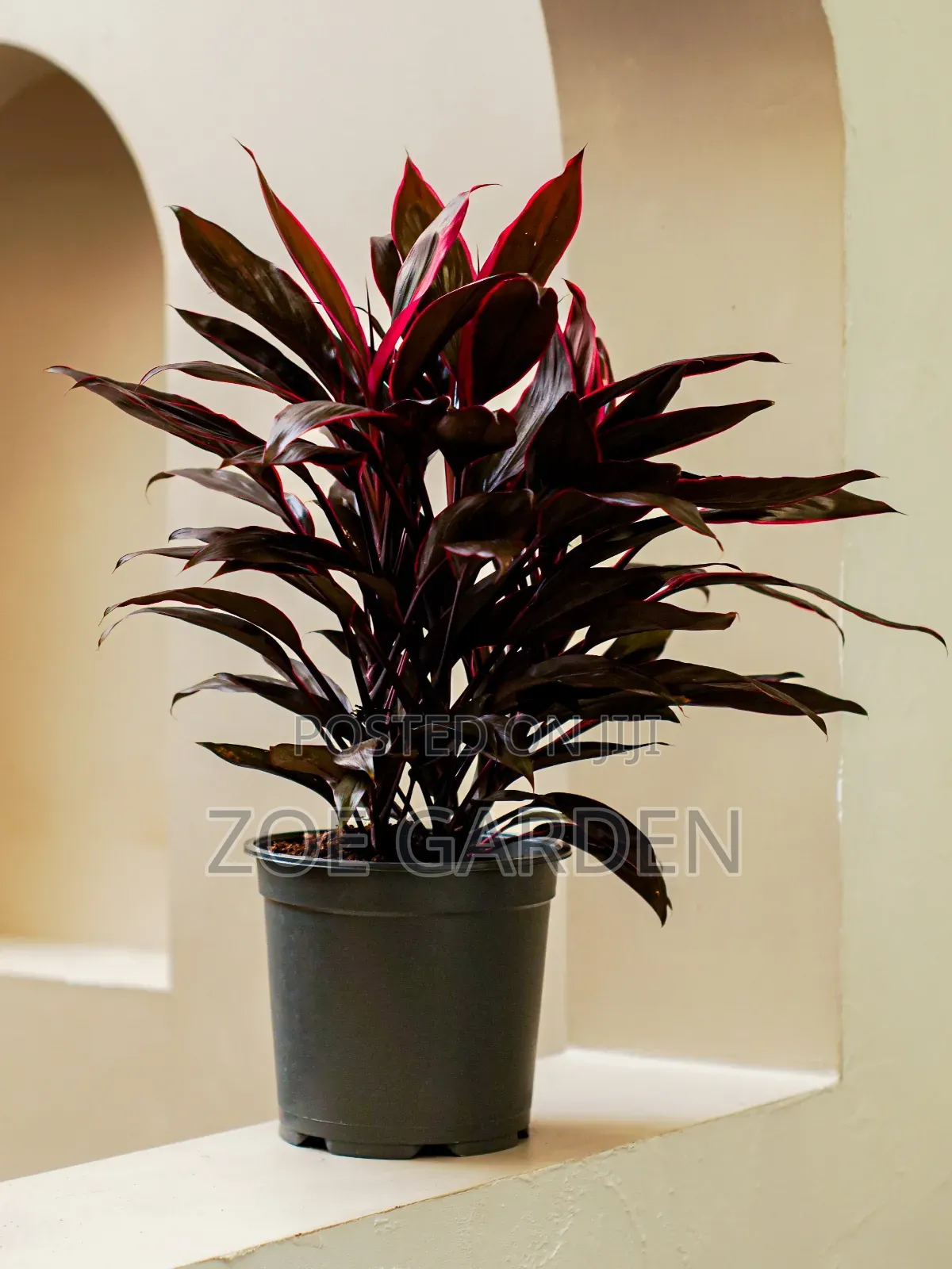 Cordyline Plant