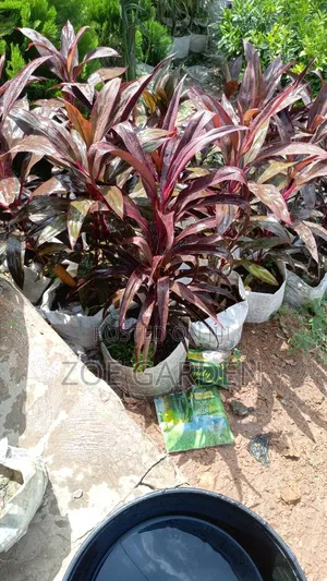 Cordyline Plant