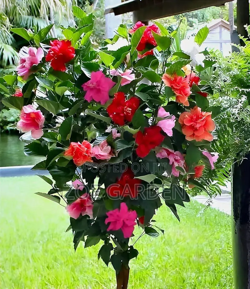 Hibiscus Plant