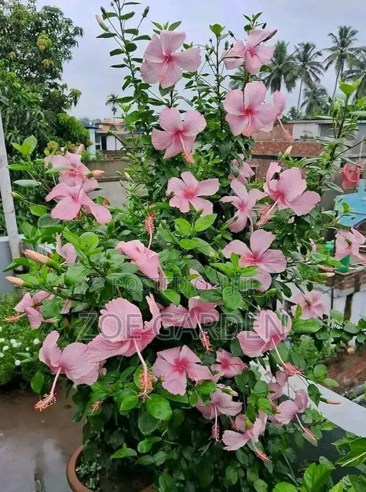 Hibiscus Plant