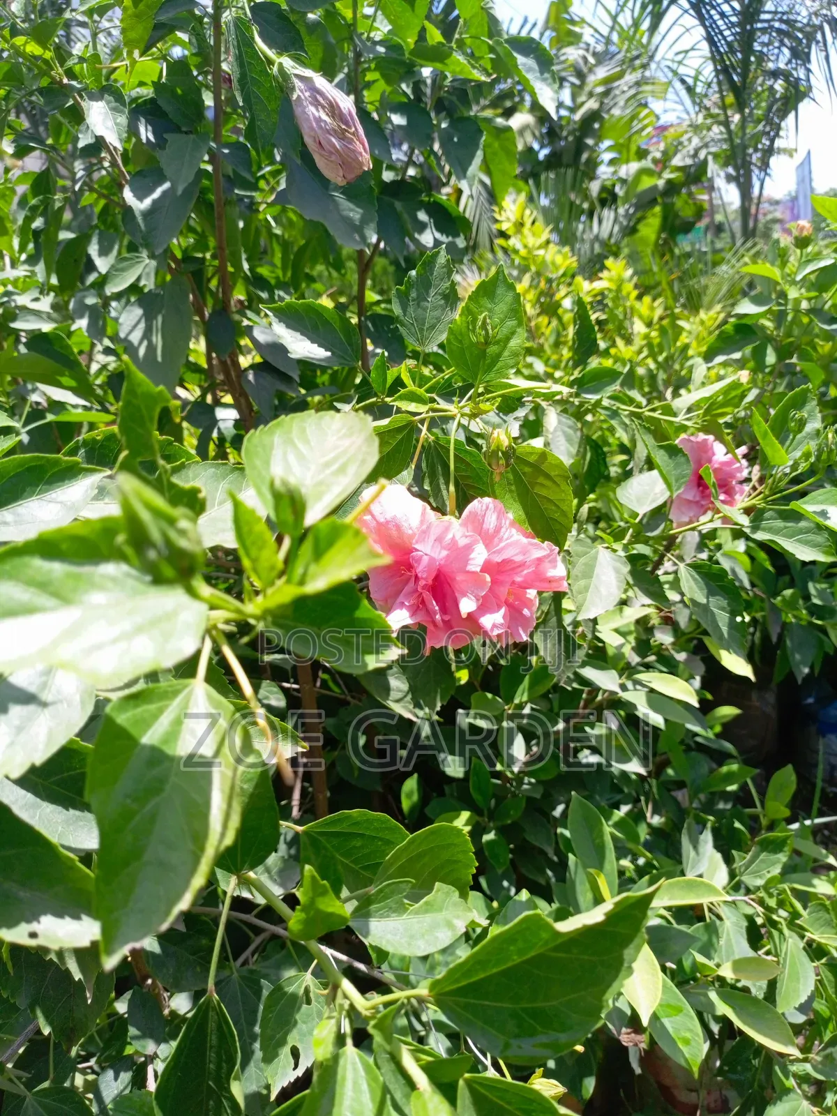 Hibiscus Plant