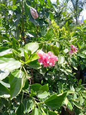 Hibiscus Plant
