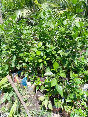 Hibiscus Plant