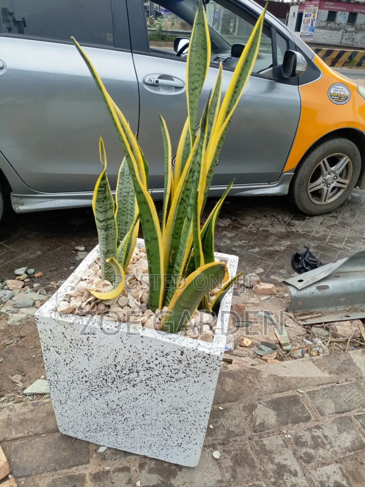 Snake Plant and Pot
