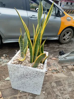 Snake Plant and Pot