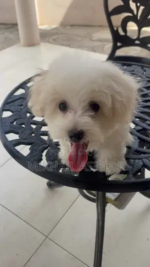 3-6 months Male Purebred Maltipoo