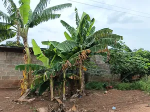 Hostel Plot ( 5 Plots) for Sale at Knust