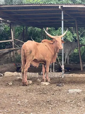 Cattle Bull