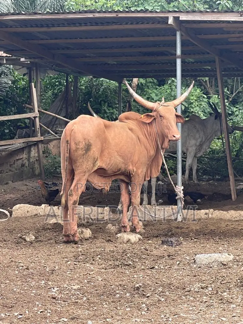 Cattle Bull