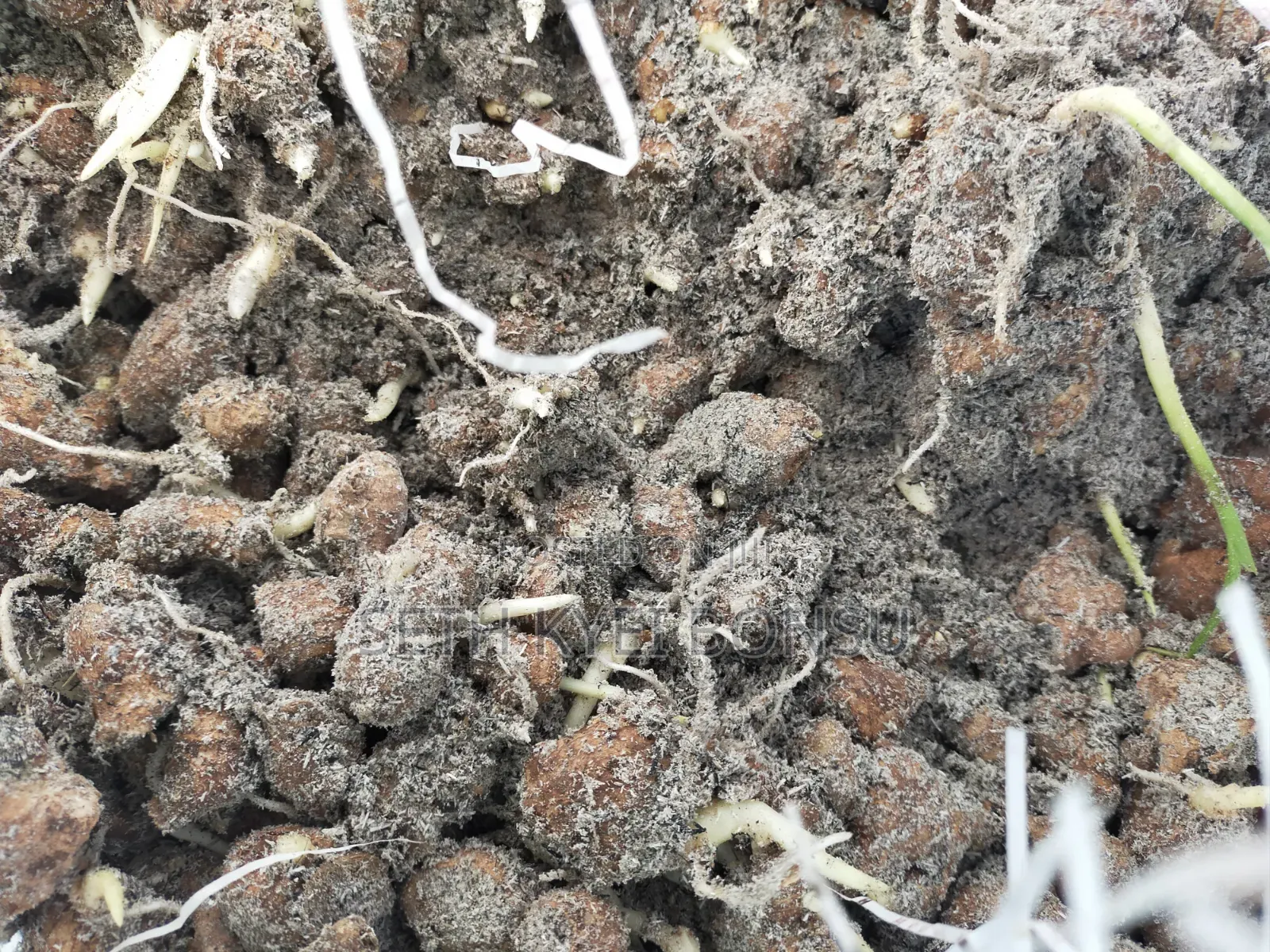 Ginger Rhyzoms/Seeds